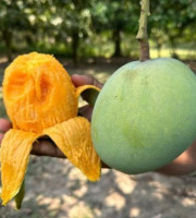 10 KG গোবিন্দভোগ আম ফর্মালিন মুক্ত (সরাসরী সাতক্ষীরার বাগান থেকে)